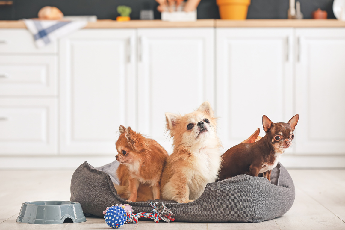 Cute Chihuahua Dogs in Pet Bed at Home