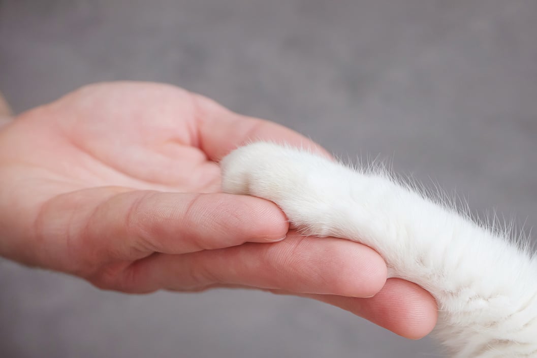 Pet