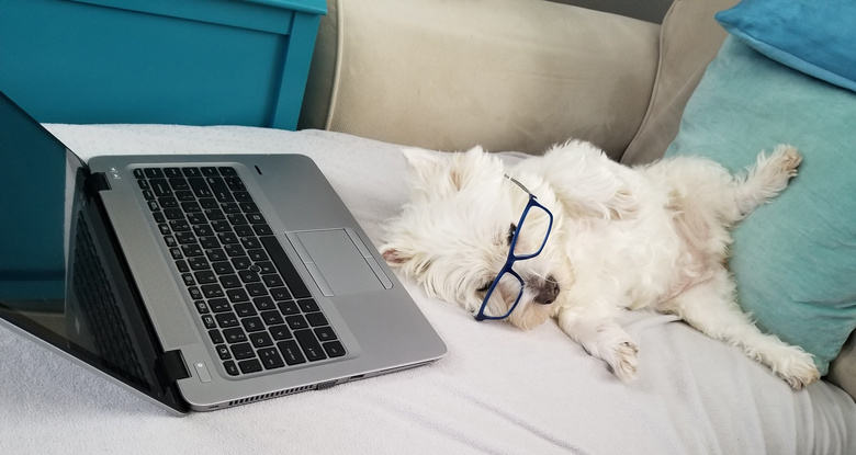 Working from home cute dog